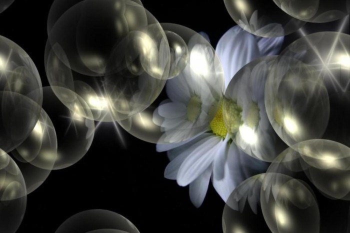 flower and bubbles.jpg (85 KB)